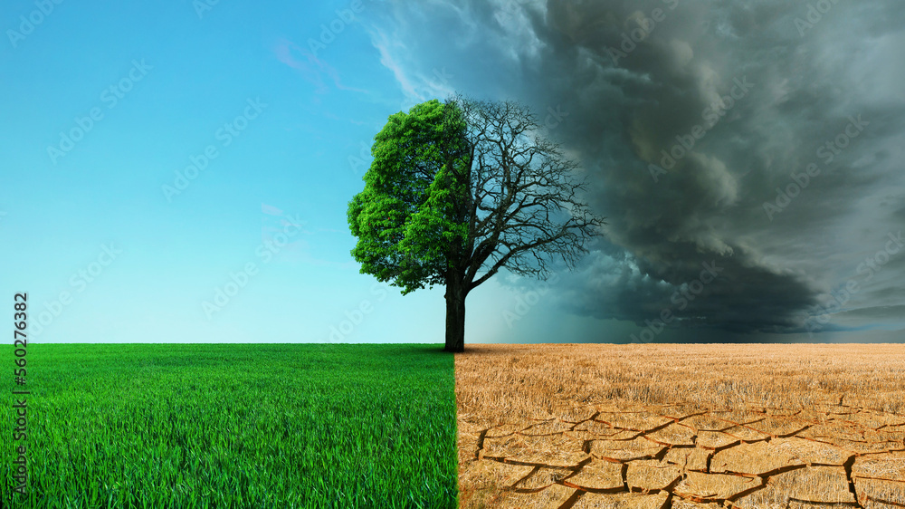 Fototapeta premium Beautiful green grass field with a tree and a desert with dead earth and dry grass. Global warming, concept. Save the planet, creative idea. Half the tree is alive and dead