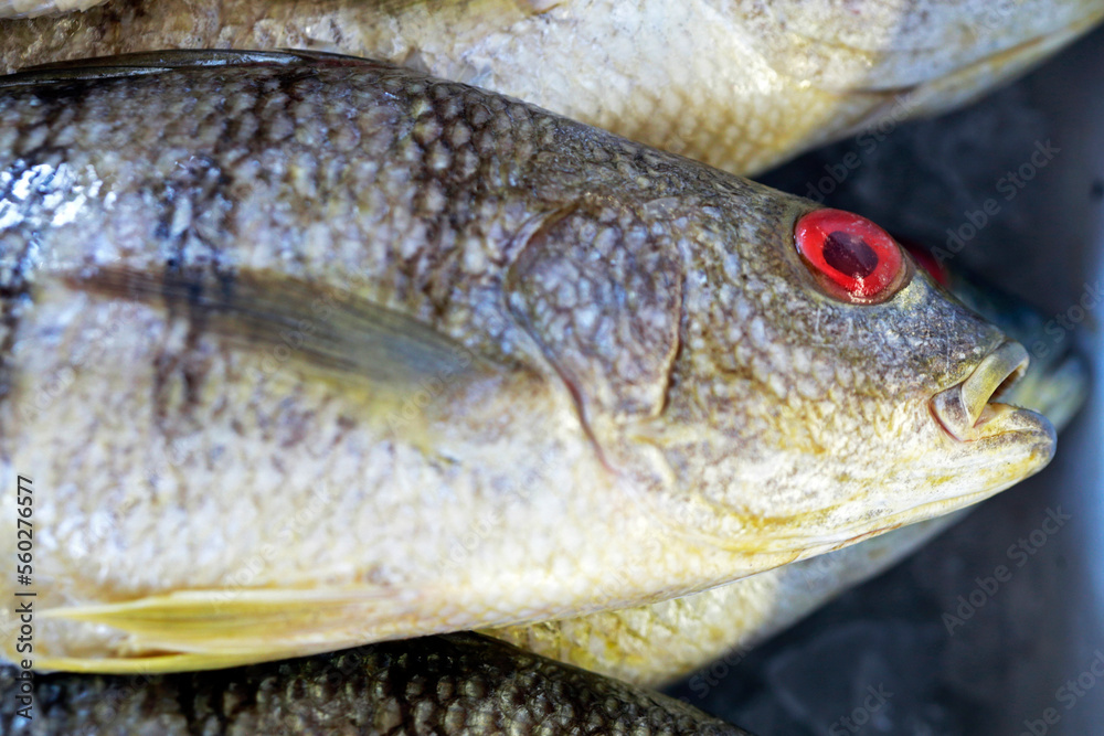 Group of whole fish deposited in ice and exposed at the open air fish market on the coast of Guaruja, Sao Paulo state, Brazil Group of whole fish deposited in ice and exposed at the open air fish market on the coast of Guaruja, Sao Paulo state, Brazil