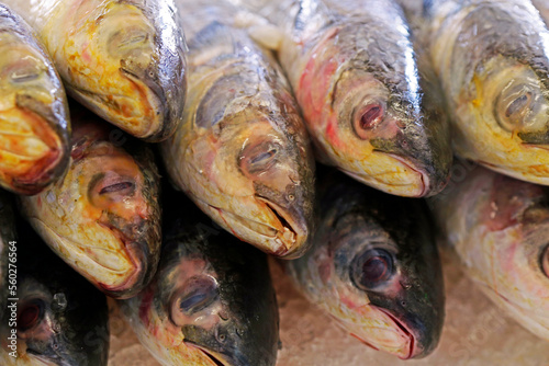 Group of whole fish deposited in ice and exposed at the open air fish market on the coast of Guaruja, Sao Paulo state, Brazil