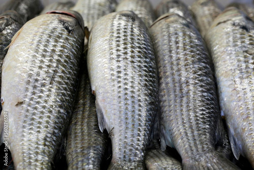 Grey mullet exposed at the open air fish market on the coast of Guaruja, Sao Paulo state, Brazil