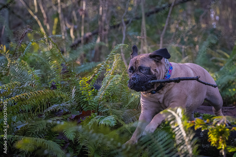 2023-01-10 A LARGE BULLMASTIFF RUNNING THROUGH FERNS WITH A STICK IN HE RMOUTH BRIGHT EYES WEARING A COLLAR ON MERCER ISLAND WASHINGTON 2023-01-10 A LARGE BULLMASTIFF RUNNING THROUGH FERNS WITH A STICK IN HE RMOUTH BRIGHT EYES WEARING A COLLAR ON MERCER ISLAND WASHINGTON