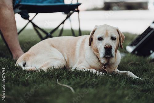labrador retriever 