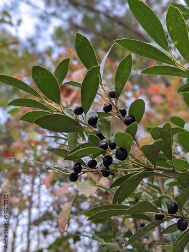 berries of inkberry holly, gallberry, Appalachian tea,
branch of a tree