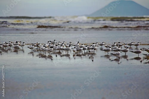 Flock of birds (Calidris alba sanderling) feeding on the beach. Itaguare Beach, Bertioga, Brazil