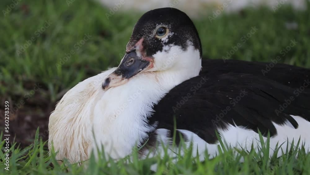 Pato descansando na grama / Duck resting on the grass