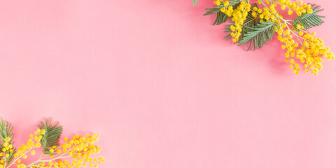Flowers composition of yellow mimosa. Mimosa flowers on pastel pink background. Flat lay, top view, copy space
