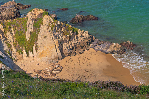 A Colony of Elephant Seals Resting in a Protected Beach