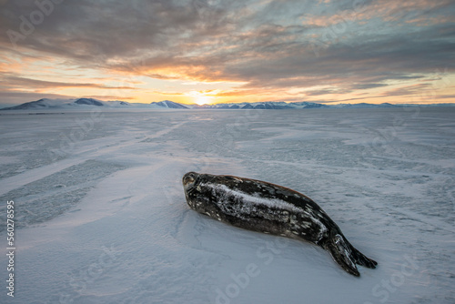 Weddell Seal (Leptonychotes weddellii) on the frozen surface of the Ross Sea. photo