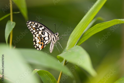 Lime butterfly, also known as Checkered Swallowtail (Papilio demoleus malayanus) resting on leaf, Butterfly World and Gardens, C photo