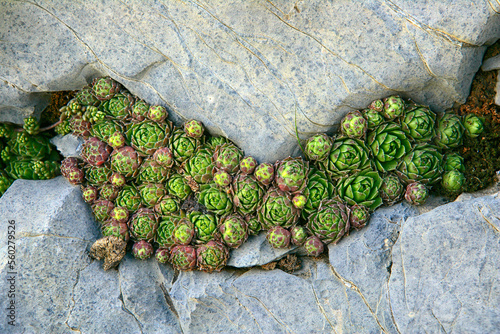 Siemprevivas (Sempervivum montanum, arachnoideum y tectorum), photo