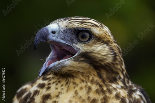 Galpagos Hawk, Santiago Island, Galapagos Islands, Ecuador. photo