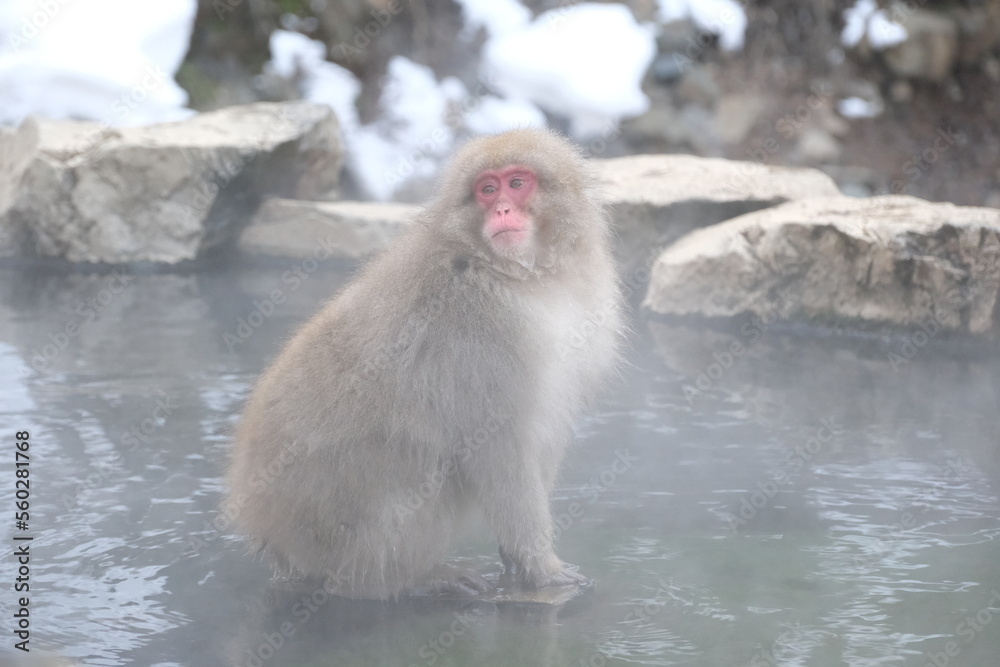 Japanese macaque, snow monkey in the snow hot spring, Jan 2023 Japanese macaque, snow monkey in the snow hot spring, Jan 2023