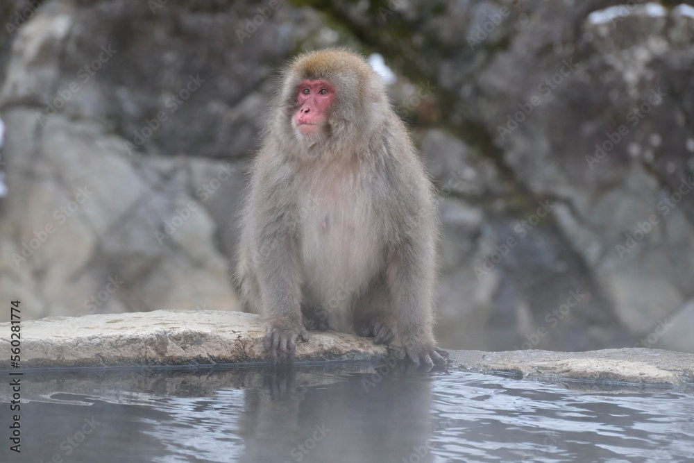 Japanese macaque, snow monkey in the snow hot spring, Jan 2023