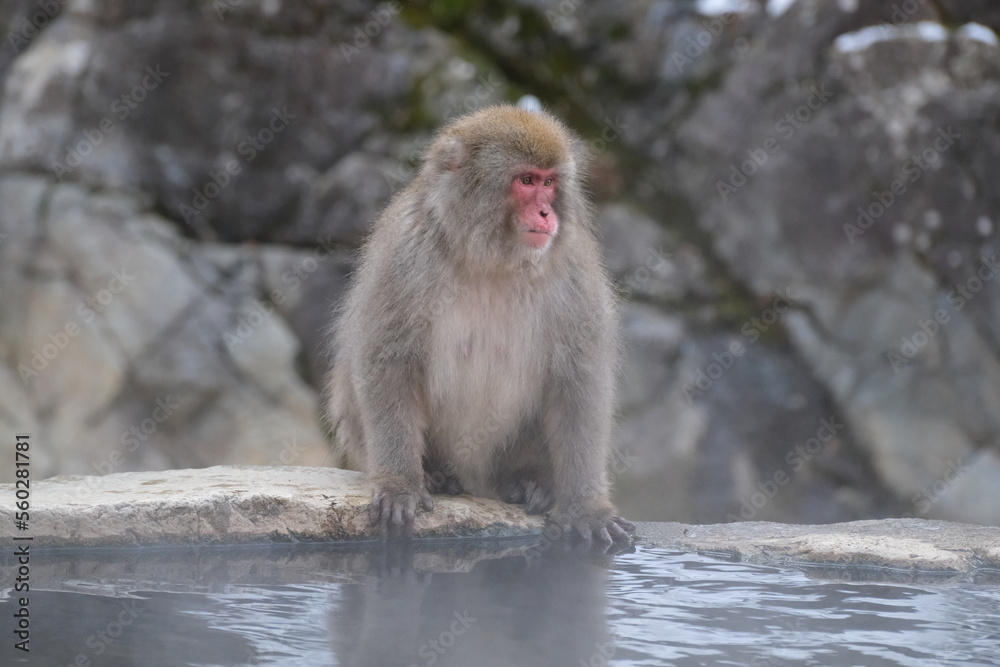 Japanese macaque, snow monkey in the snow hot spring, Jan 2023 Japanese macaque, snow monkey in the snow hot spring, Jan 2023