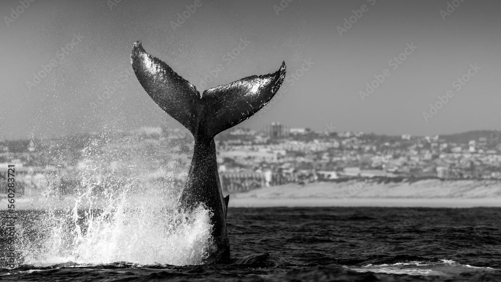 Fototapeta premium Humpback whale in its full glory around the Pacific Ocean