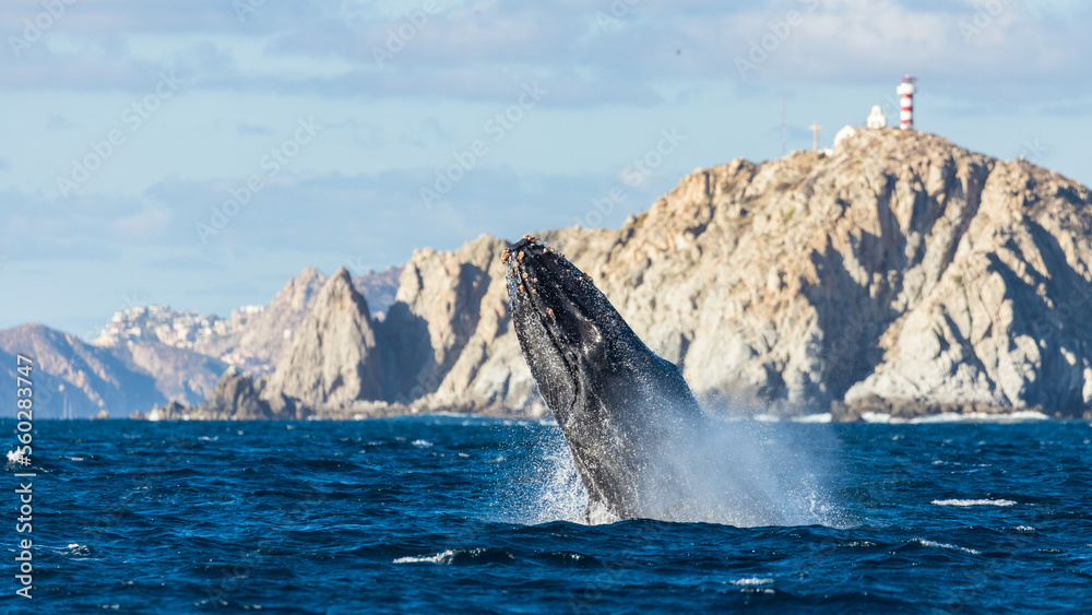 Fototapeta premium Humpback whale in its full glory around the Pacific Ocean