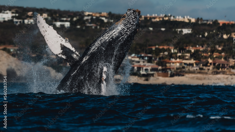 Obraz premium Humpback whale in its full glory around the Pacific Ocean