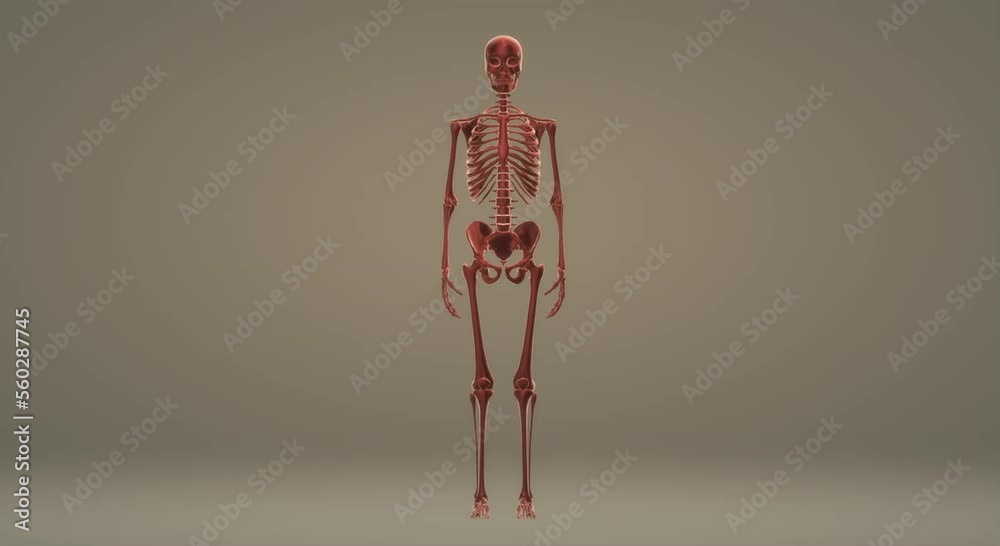 human body anatomy, skull skeleton human body anatomy, skull skeleton