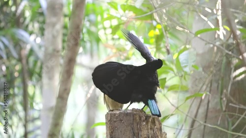 a rear view of a male victoria's riflebird increasing the tempo of its mating display to a female at lake eacham in nth qld, australia photo