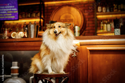 Photography Happy shetland sheepdog in dog-friendly bar.
