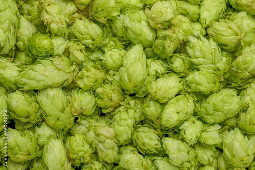 Fresh green hops as background, top view