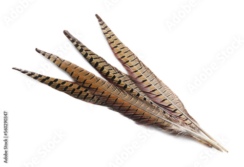Beautiful brown bird feathers on white background, top view