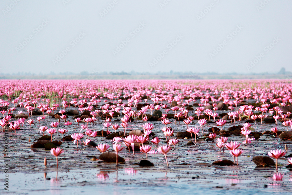 Fototapeta premium flamingos in the water