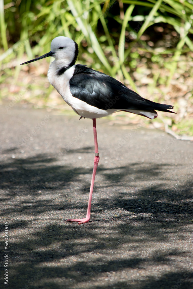 Obraz premium this is a side view of a black necked stilt