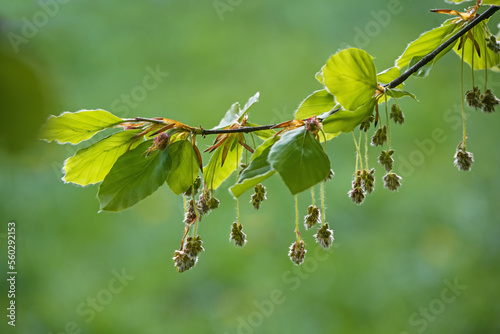 Tableau sur toile Hanging hairy male flowers and young leaves on a branch of a beech tree (Fagus s
