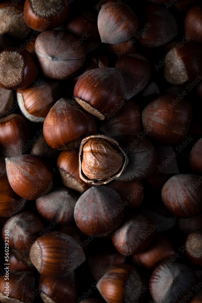 A lot of brown hazelnuts in the shell, top view. Lot of hazelnuts in shells, close up. Flat lay.