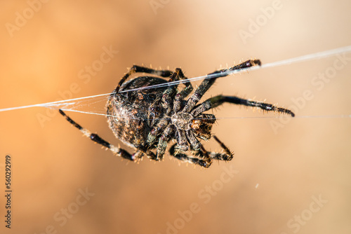 Gorse Orb-weaver, Agalenatea redii, Majorca, Spain photo