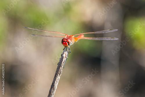 Red Veined Darter, Sympetrum fonscolombii, Majorca, Spain