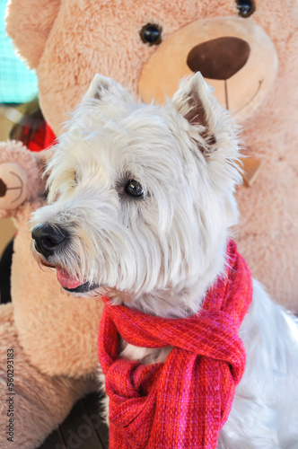 Perro mascota blanco y pequeño con diferentes tipos de ropa