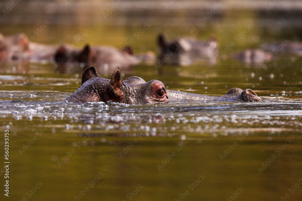 Fototapeta premium Hippo in the river at eye-level