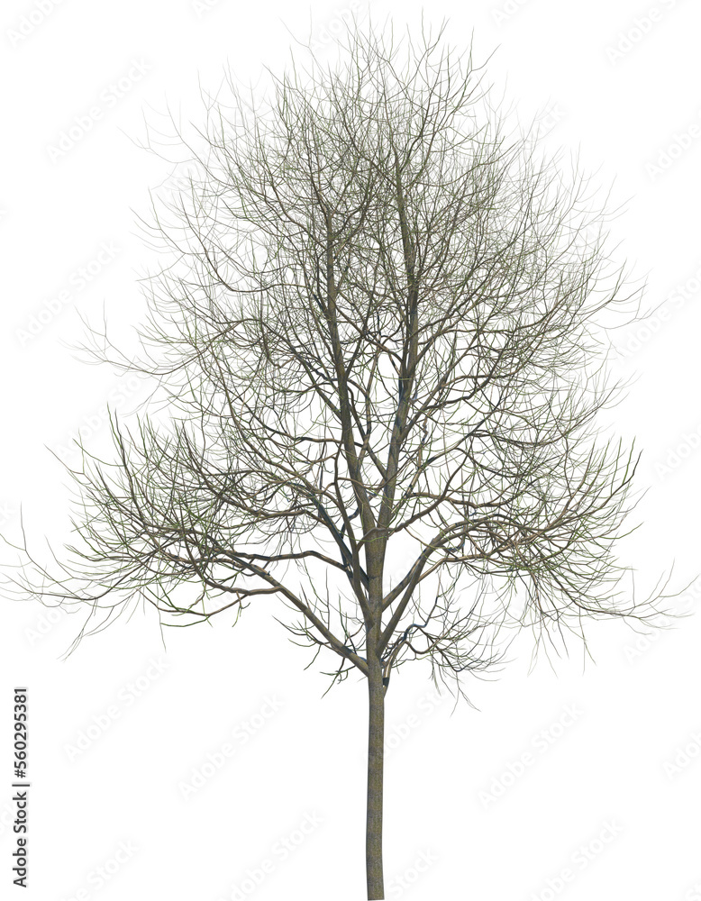 Fototapeta premium Tree branch cutout