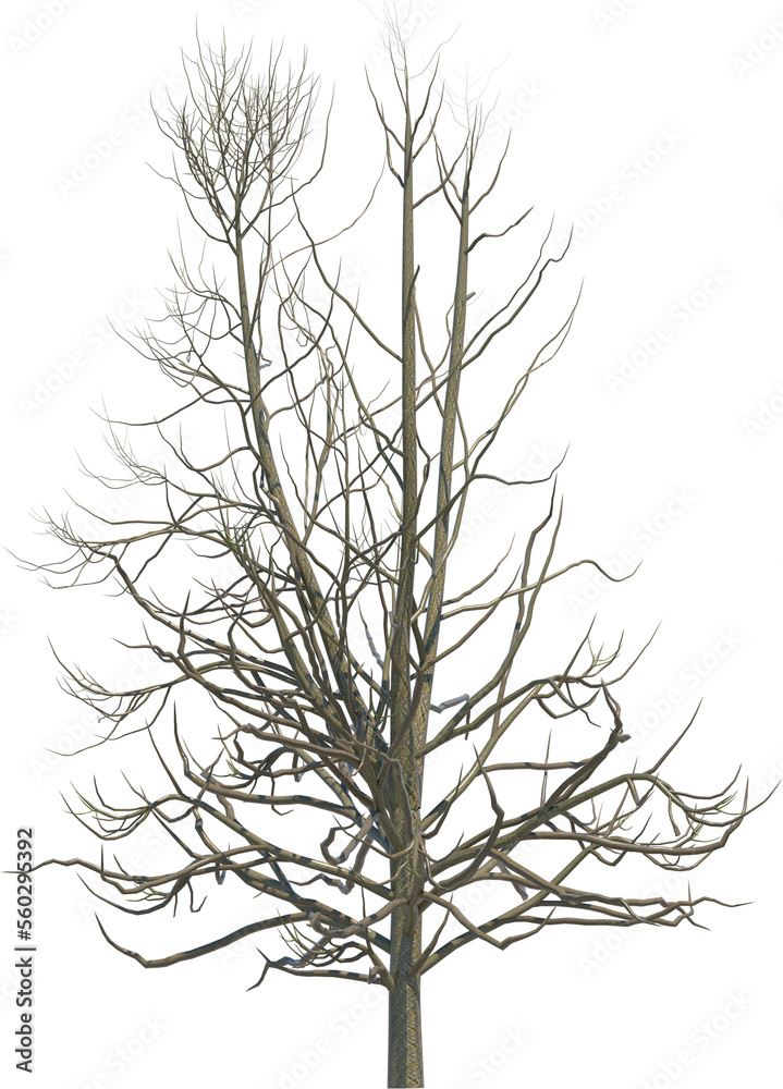 Tree branch cutout Tree branch cutout