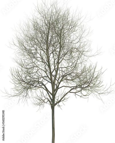 Tree branch cutout