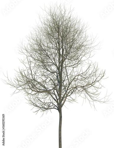 Tree branch cutout