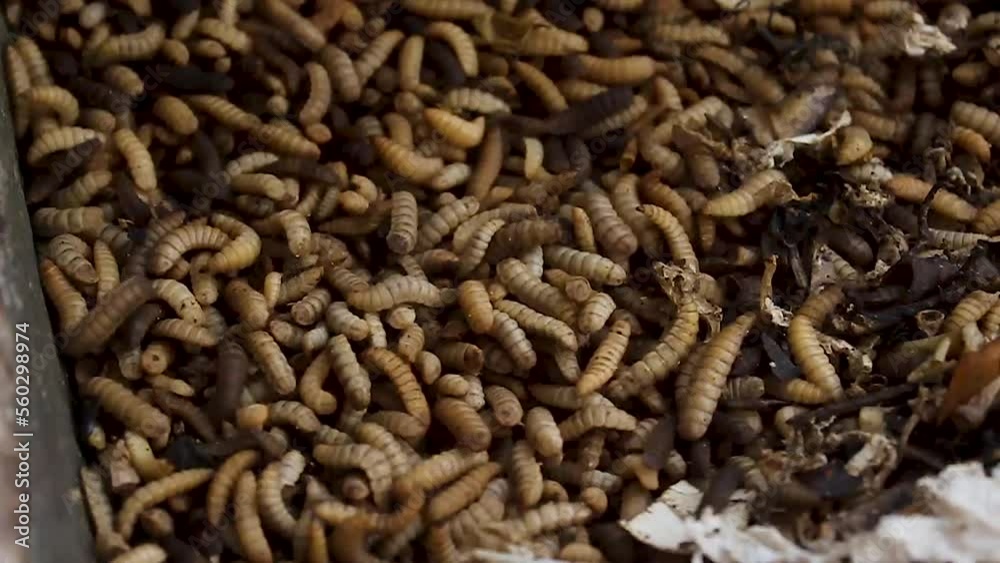 Hermetia illucens maggot cultivation. maggots feeding on organic waste in traditional Indonesian agriculture. Hermetia illucens maggot cultivation. maggots feeding on organic waste in traditional Indonesian agriculture.