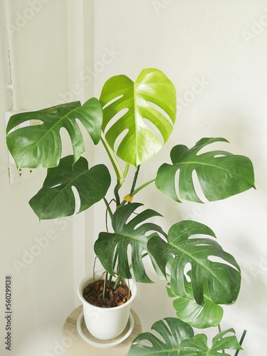 monstera borsigiana in white pot at home. photo