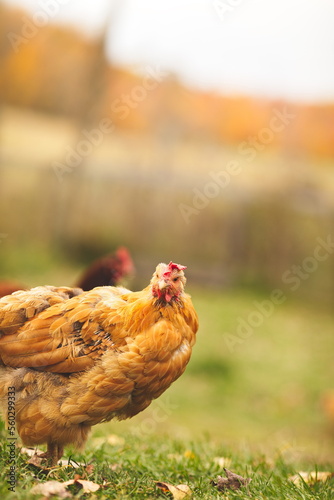 Chickens on a small farm in the country. Small scale poultry farming in Ontario, Canada.