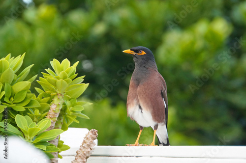 A mynah bird sitting on a fence in a tropical garden in Rarotonga, Cook Islands photo