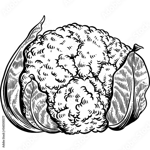 Hand drawn Cauliflower Sketch Illustration