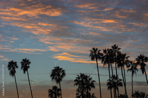 Palm silhouettes shown against a colorful backdrop of cloud formations and blue sky after a rainstorm.