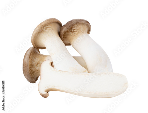 King oyster mushroom Pleurotus eryngii isolated on transparent png photo