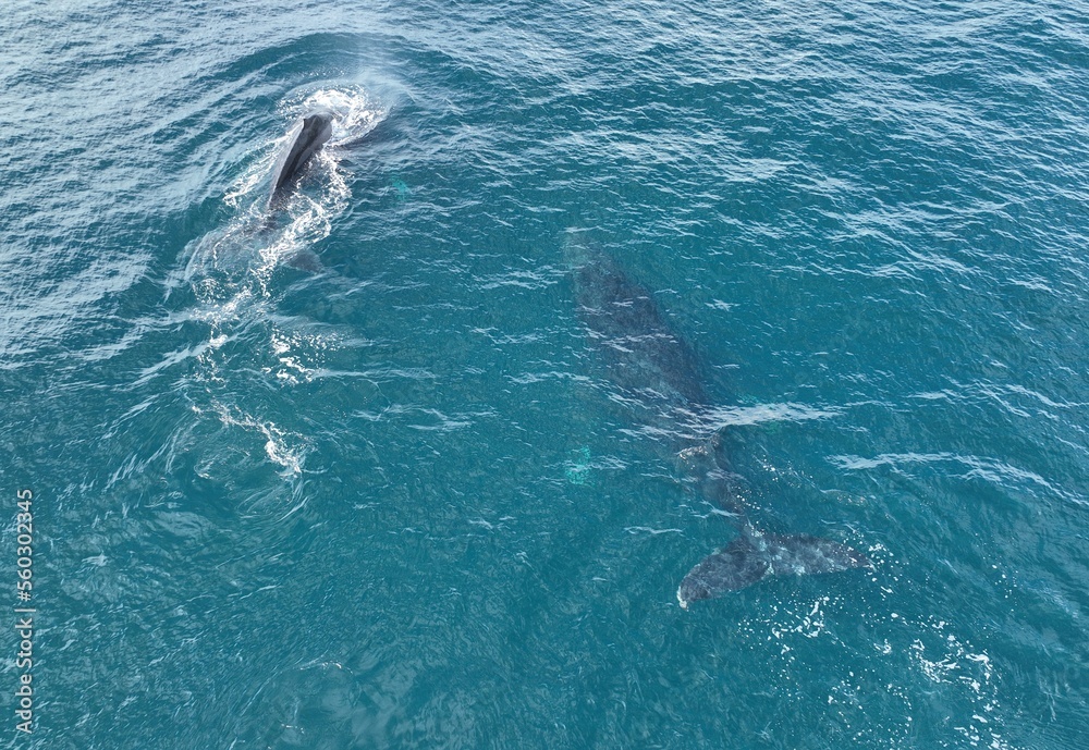 Drone photos of a humpback whale and its baby in Costa Rica Drone photos of a humpback whale and its baby in Costa Rica