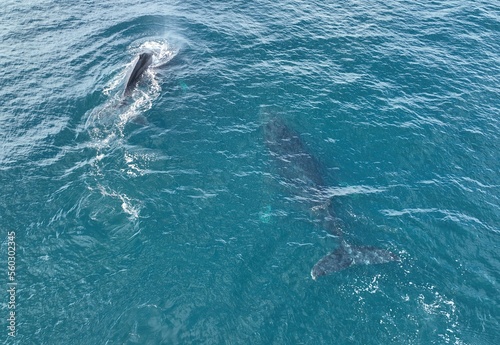 Drone photos of a humpback whale and its baby in Costa Rica © WildPhotography.com