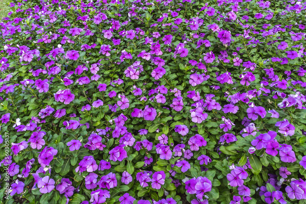 a summer field of nature purple flowers