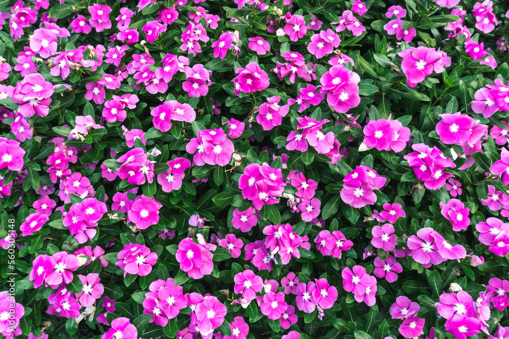 Obraz premium beautiful pattern with spring pink flowers