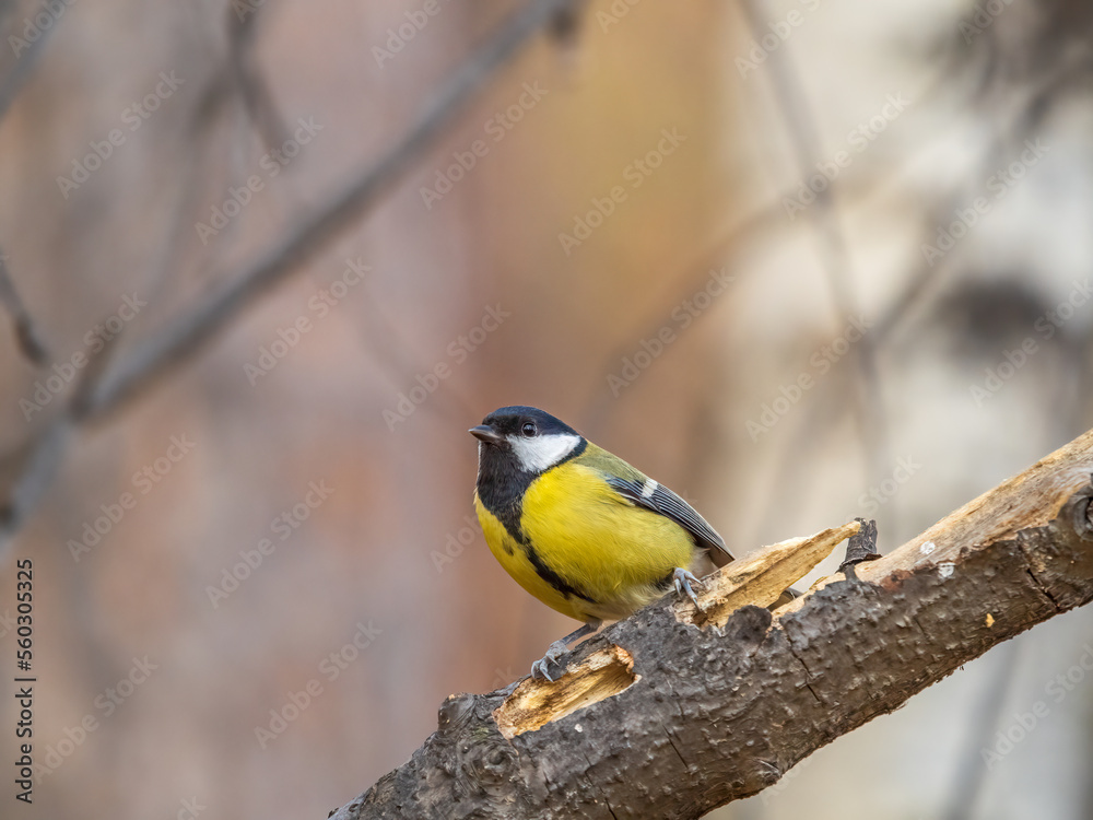 Fototapeta premium Cute bird Great tit, songbird sitting on the branch with blured background